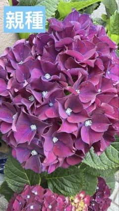 紫陽花 挿し穂 花苗 - メルカリ
