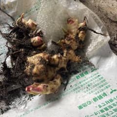 自家栽培 収穫したて 、冷蔵庫保存、生姜 根生姜 こちらは、見本です。購入は別でのサムネイル