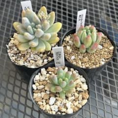 多肉植物 乙女心交配3点❣️ - メルカリ