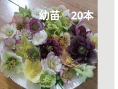 クリスマスローズ抜き苗 幼苗 20本 0719. - メルカリ