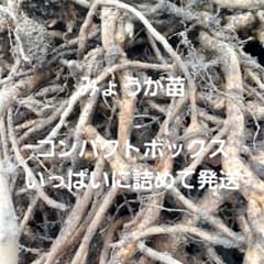みょうが苗 コンパクトボックスいっぱいに詰めて　農薬肥料不使用のサムネイル