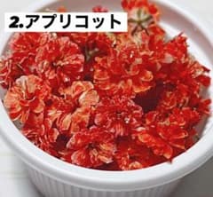 かすみ草のサムネイル