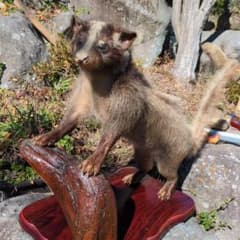 ハクビシンの剥製 置物 木製台座 ハクビシンの剥製 置物 木製台座 - メルカリ