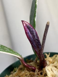 珍品　Hoya pubicalyx 'Albo-marginata' 発根済み 珍品Hoya pubicalyx 'Albo-marginata' 選抜個体 - メルカリ