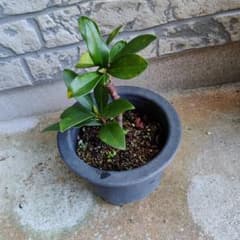 沈丁花苗  花が咲けば良い香りで癒してくれますのサムネイル