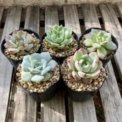 多肉植物 おらいさん　ミックスベリア　セット　3のサムネイル
