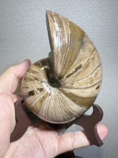 極美品 マダガスカル産　超大　オウムガイ化石　本物希少 貴重品　置物　限定1個 極美品 マダガスカル産 超大 オウムガイ化石 本物希少 貴重品 置物