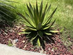 アガベ グリーングロー 検) ブルーグロー パリー - メルカリ