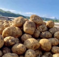 ●北海道今金産男爵●新鮮ほれたて●新ジャガイモ●送料無料5.0キロのサムネイル