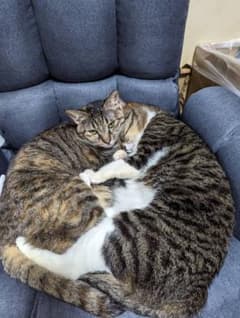 にくお様専用ページのサムネイル