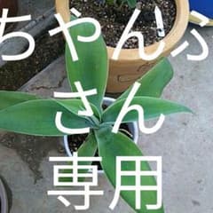 アガベ　アテナータのサムネイル