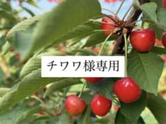 チワワ様専用 さくらんぼ 産地直送のサムネイル