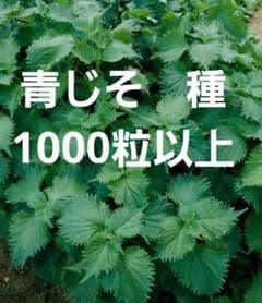 ＜野菜の種＞青じそ　2.5ｍｌ　1000粒以上　青シソ　紫蘇　大葉