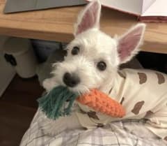 噛み癖対策犬猫兼用人参おもちゃのサムネイル
