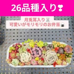 月兎耳入り多肉ちゃんお弁当のサムネイル