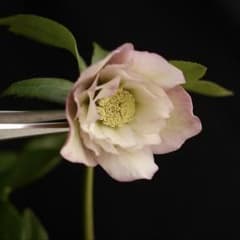 37 さくらピンク クリスマスローズ 開花株のサムネイル