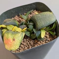 群生株】ガステリア 臥牛錦 子株大量 - メルカリ