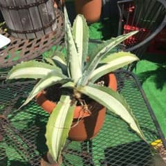 アガベ 華厳 子株のサムネイル