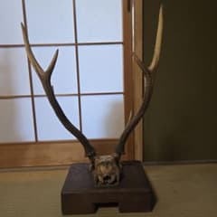 鹿の角とアタマ。魔除け置物 - メルカリ