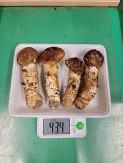 送料込み　岩手県産松茸 434gのサムネイル