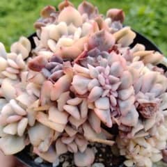 キュービックフロスト錦 綴化 Echeveria Cubic Frost - メルカリ