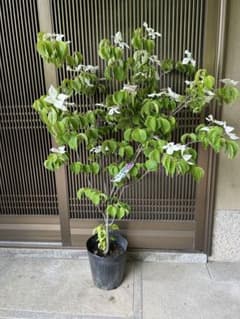 珍しい　紅白咲き　源平ヤマボウシ　花付き最高 大株　5.23のサムネイル