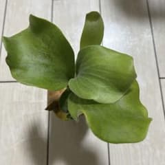 Aorchao.Paopao.Ngaesai spore ビカクシダ ① - メルカリ