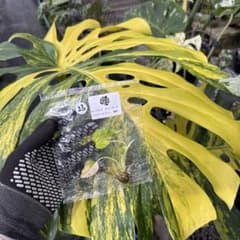 【美品】モンステラモンステラデリシオーサ イエローマリリン 黄斑入り 大株 23モンステラ・デリシオーサ 'イエローマリリン' 黄斑入り 組織培養苗