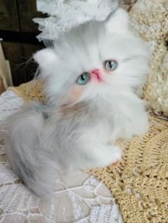 綺麗なエキゾチック子猫ちゃん♡希少♡シェーデッドキャリコ♡アート