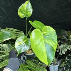 美株】モンステラデリシオーサバルバソーBulbasaur 散り斑 中小株