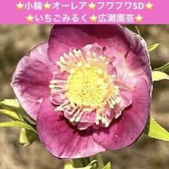 78⭐️小輪⭐️オーレア⭐️フワフワSD⭐️いちごみるく⭐️広瀬園芸