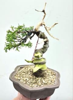 T*K様 糸魚川　真柏盆栽【オークション】 g*m様 糸魚川真柏盆栽【オークション】‼️‼️ - メルカリ