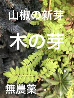 山椒の新芽★無農薬★木の芽のサムネイル