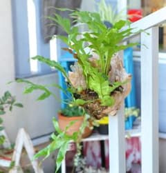 ドリナリア クエルシフォリア E109 ドリナリア クエルシフォリア E109 - メルカリ