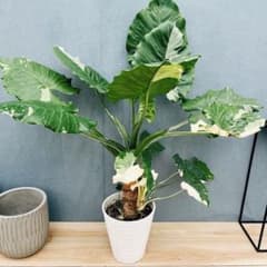 現品］【希少】30番 クワズイモ 斑入り 8号 白斑 観葉植物 室内 レア