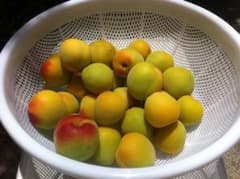 5キロ！M 〜2L  紀州　和歌山特産　南高梅　完熟系 訳ありのご予約です！のサムネイル