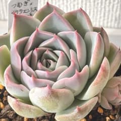 つむぎ×チワワエンシス 多肉植物 抜き苗 ミヤさん苗 miya - メルカリ