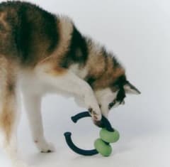 Roika Dango Ring 犬用おもちゃ バターイエロー