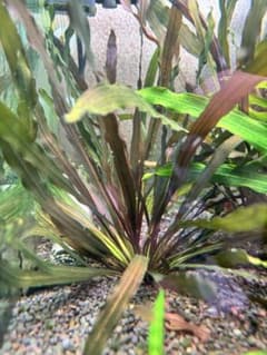 エキノドルス　ウルグアイエンシスレッドのサムネイル