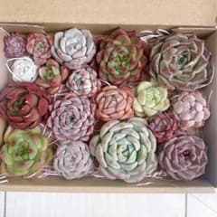 №738 多肉植物 韓国苗 エケベリア♡寄せ植えセット♡現品 匿名発送のサムネイル