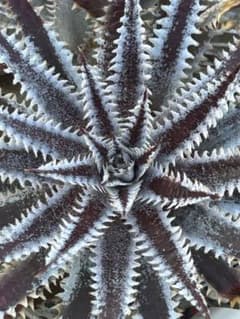 メガレア ビルベイカー ディッキア Dyckia First Cousin ⑷ メガレア ビルベイカー ディッキア Dyckia First Cousin ⑶ - メルカリ