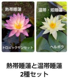 ヘルボラ & トロピックサンセット 2種セットBのサムネイル