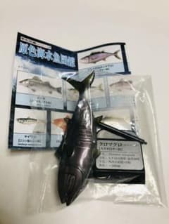 原色海水魚図鑑 クロマグロのサムネイル