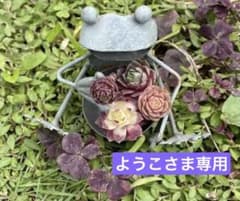 ようこさま専用 センペルビウム ようこさま専用 センペルビウム - メルカリ