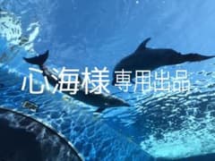 心海様専用出品のサムネイル