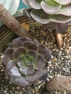 【多肉植物】カシミアバイオレット 根つき 抜き苗②のサムネイル
