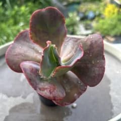 多肉植物　エケベリア　フリルエケ　パーティードレス　① 抜き苗のサムネイル