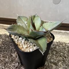 ①アガベ　ホワイトアイス　多肉植物のサムネイル