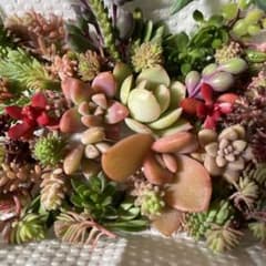 Thumbnail of 多肉植物とセダムの詰め合わせ　カット苗