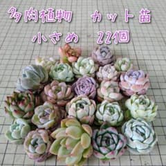 22-1【おまかせ】多肉植物　カット苗　小さめ　22個　ネコポス発送のサムネイル